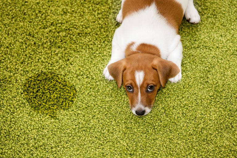 Floridians No Longer Want Carpet Floors in Their Homes